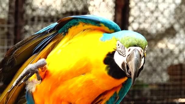 Papagaio Colorido Com Plumagem Brilhante Cor Azul Amarela Verde Branca — Vídeo de Stock