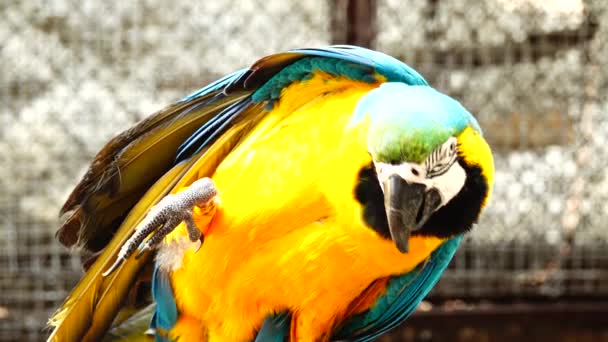 Loro Colorido Con Plumaje Brillante Color Azul Amarillo Verde Blanco — Vídeo de stock