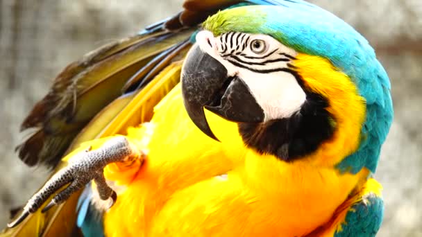 Papagaio Colorido Com Plumagem Brilhante Cor Azul Amarela Verde Branca — Vídeo de Stock