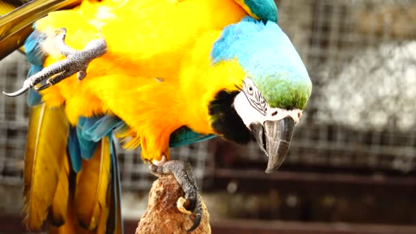 Barevný Papoušek Křižovala Modré Žluté Zelené Bílé Barvy Ara Detail — Stock video