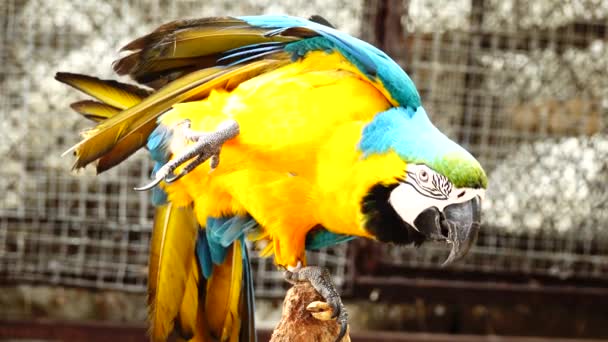 Papagaio Colorido Com Plumagem Brilhante Cor Azul Amarela Verde Branca — Vídeo de Stock