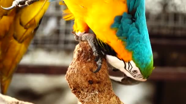 Kleurrijke Papegaai Met Heldere Verenkleed Van Blauw Geel Groen Wit — Stockvideo