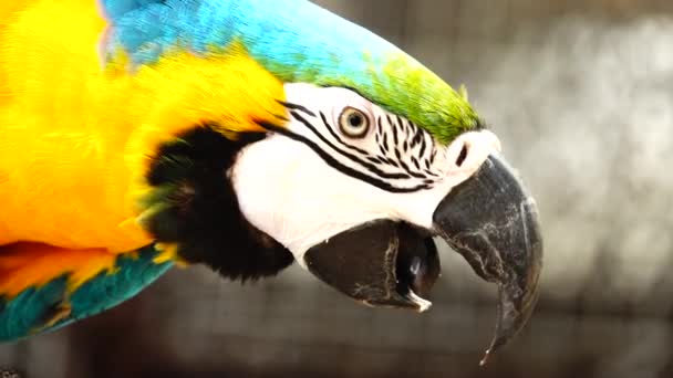 Kolorowa Papuga Jasnym Ubarwieni Niebieskim Żółtym Zielonym Białym Kolorem Zbliżenie — Wideo stockowe