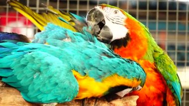 4 k renkli papağan mavi, sarı, yeşil ve beyaz renkteki parlak tüyleri ile. Amerika papağanı yakın çekim