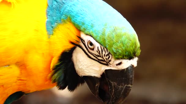 Красочный Попугай Ярким Оперением Синего Желтого Зеленого Белого Цветов Macaw — стоковое видео