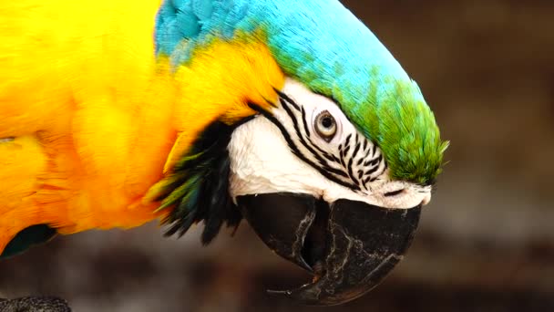 Színes Papagáj Fényes Tollazata Kék Sárga Zöld Fehér Színű Macaw — Stock videók