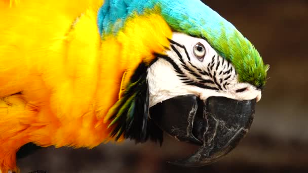 のカラフルなオウム青 緑と白の色の明るい色の羽を持つ コンゴウインコのクローズ アップ — ストック動画
