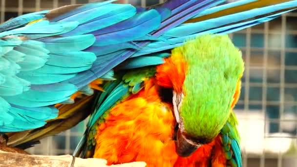 Kolorowa Papuga Jasnym Ubarwieni Niebieskim Żółtym Zielonym Białym Kolorem Zbliżenie — Wideo stockowe