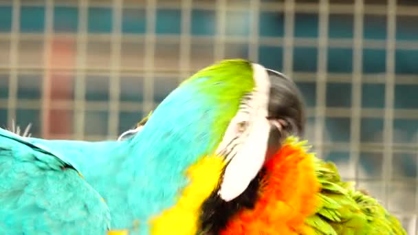 Színes Papagáj Fényes Tollazata Kék Sárga Zöld Fehér Színű Macaw — Stock videók