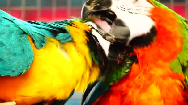 Красочный Попугай Ярким Оперением Синего Желтого Зеленого Белого Цветов Macaw — стоковое видео