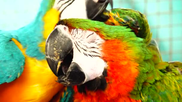 Perroquet Coloré Avec Plumage Lumineux Couleur Bleue Jaune Verte Blanche — Video