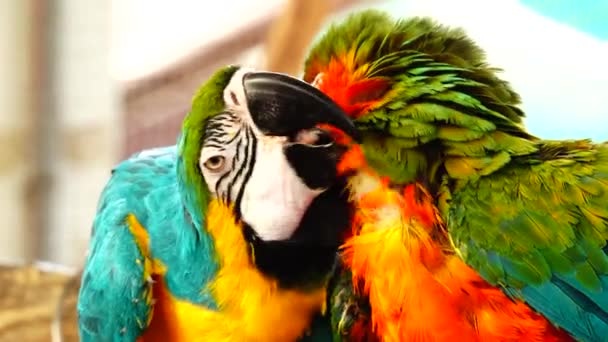 Papagaio Colorido Com Plumagem Brilhante Cor Azul Amarela Verde Branca — Vídeo de Stock