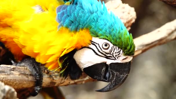 4 k barevný papoušek s křižovala modré, žluté, zelené a bílé barvy. Ara detail