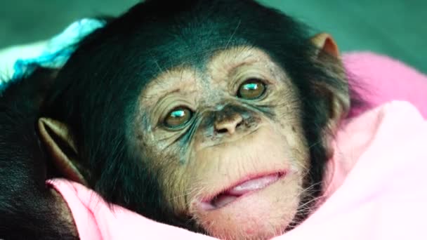 Das Auge Babyporträt Eines Schimpansenbabys — Stockvideo