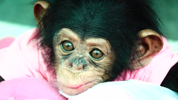 Bir Bebek Şempanze Göz Bebeği Portresi — Stok video