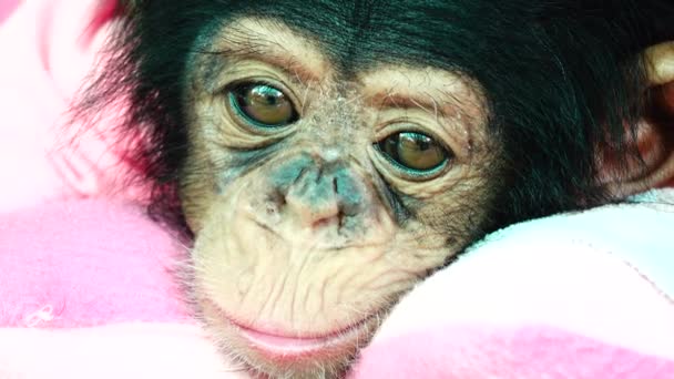 Het Oog Baby Portret Van Een Baby Chimpansee — Stockvideo