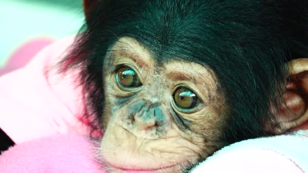 Het Oog Baby Portret Van Een Baby Chimpansee — Stockvideo