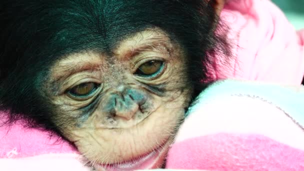 Het Oog Baby Portret Van Een Baby Chimpansee — Stockvideo