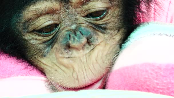 Дитячий Портрет Шимпанзе Очей — стокове відео