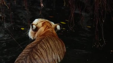 HD 1080p süper yavaş büyük kaplan erkek doğa ortamlarında. Tayland sıcak yaz. Güzel Hint Kaplan, Panthera tige ile kuru alan