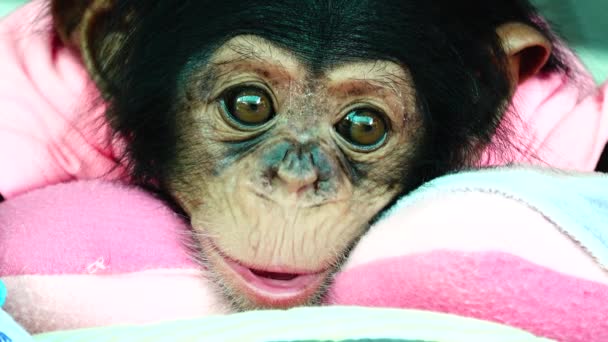 Het Oog Baby Portret Van Een Baby Chimpansee — Stockvideo