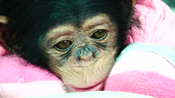 Het Oog Baby Portret Van Een Baby Chimpansee — Stockvideo