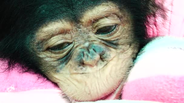チンパンジーの赤ちゃんの目の赤ちゃんの肖像画 — ストック動画