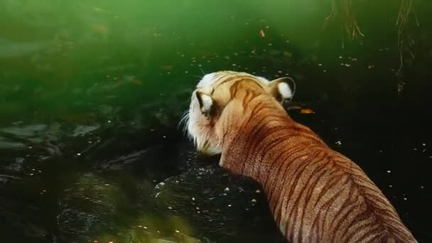 1080P Super Lento Gran Macho Tigre Hábitat Natural Verano Caluroso — Vídeo de stock