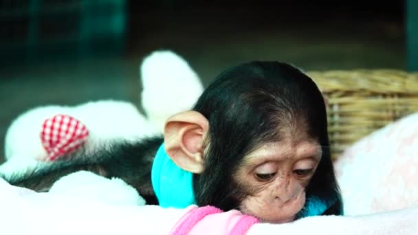 Retrato Ocular Chimpancé Bebé — Vídeo de stock
