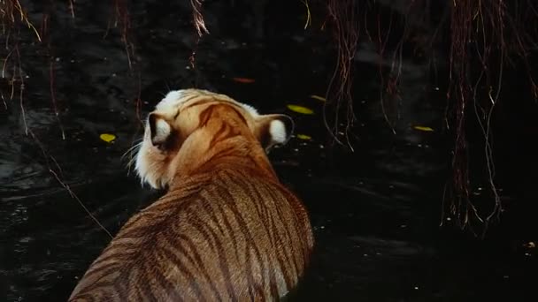 1080P Super Lento Gran Macho Tigre Hábitat Natural Verano Caluroso — Vídeos de Stock