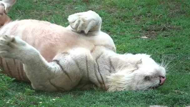 1080P Super Lento Gran Macho Tigre Hábitat Natural Verano Caluroso — Vídeo de stock