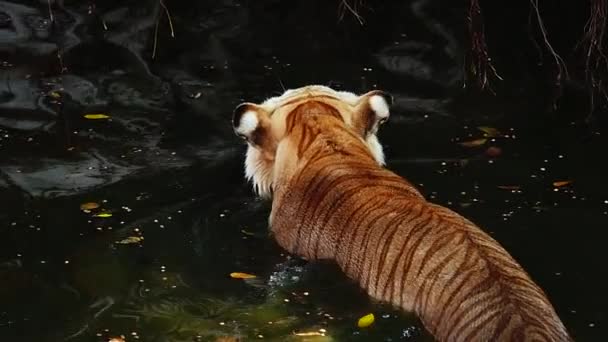 1080P Super Lento Grande Tigre Macho Habitat Natureza Verão Quente — Vídeo de Stock