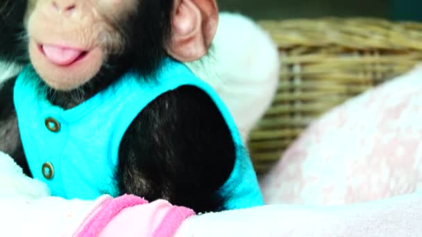 Eye Baby Porträtt Baby Schimpans — Stockvideo