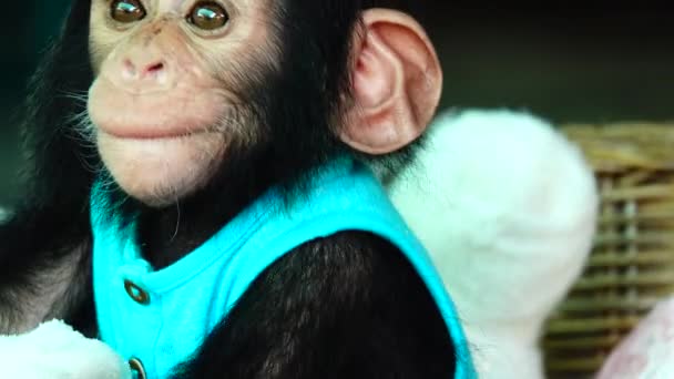 Eye Baby Portrait Baby Chimpanzee — Stock Video