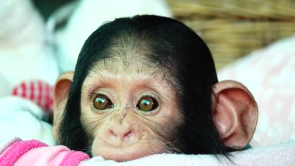 Het Oog Baby Portret Van Een Baby Chimpansee — Stockvideo