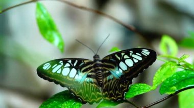 HD 1080p Süper yavaş Tayland Kelebeği Çayırda Çiçeklerde Böcek Doğa