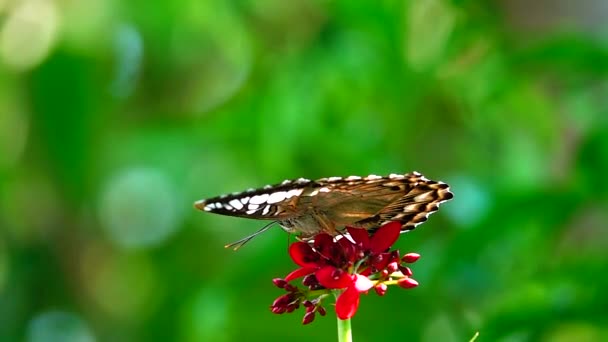 1080P Super Powolny Tajski Motyl Pastwiskach Kwiaty Owady Zewnątrz Natura — Wideo stockowe