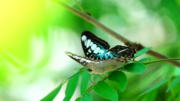 1080P Farfalla Tailandese Super Lenta Nei Fiori Pascolo Insetto Natura — Video Stock