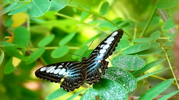 1080P Super Powolny Tajski Motyl Pastwiskach Kwiaty Owady Zewnątrz Natura — Wideo stockowe