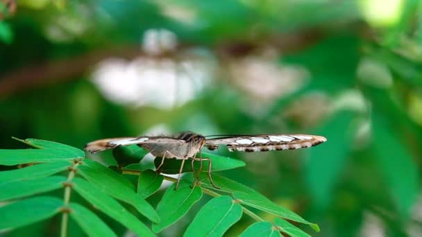 1080P Super Langzaam Thaise Vlinder Weidebloemen Insect Outdoor Natuur — Stockvideo