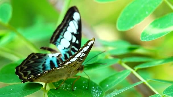 1080P Super Lento Tailandês Borboleta Flores Pasto Inseto Natureza Livre — Vídeo de Stock