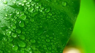 4 k su Damlalar yapraklarda