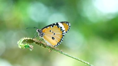 4k Tay açık çayır çiçek niteliğine güzel Kelebek kelebek