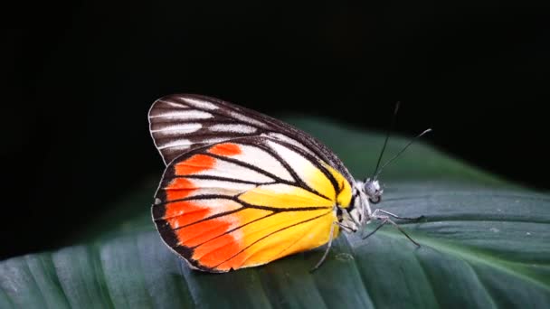 Thajské Motýl Krásný Motýl Louce Květy Charakteru Venkovní — Stock video