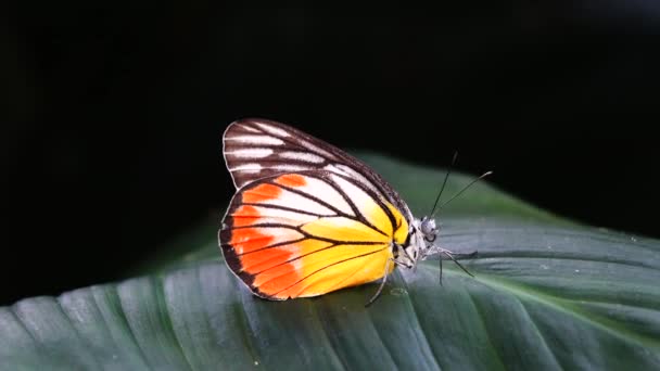 Thai Papillon Beau Papillon Sur Prairie Fleurs Nature Extérieur — Video