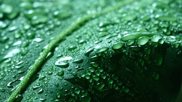Wassertropfen Auf Blättern — Stockvideo
