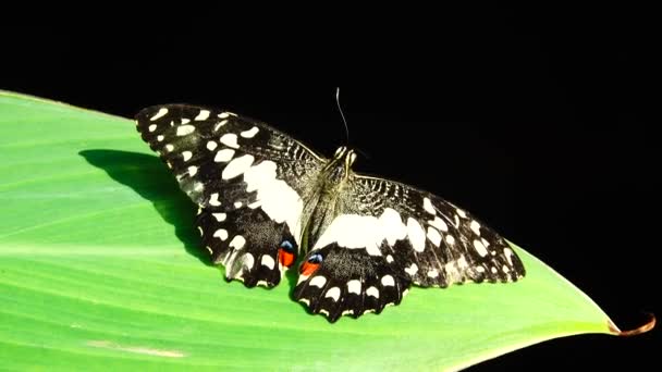 Borboleta Tailandesa Bela Borboleta Flores Prado Natureza Livre — Vídeo de Stock