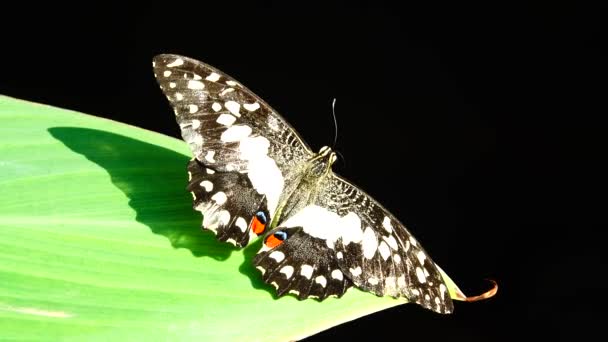 タイ蝶屋外自然草原の花に美しい蝶 — ストック動画