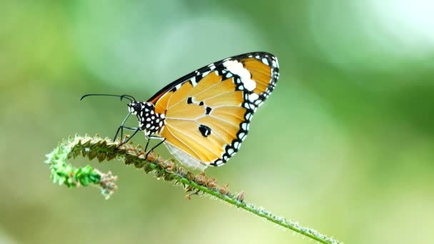 Thai Papillon Beau Papillon Sur Prairie Fleurs Nature Extérieur — Video