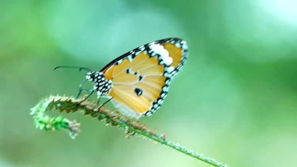 Thailändischer Schmetterling Schöner Schmetterling Auf Wiese Blumen Natur Freien — Stockvideo